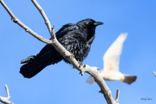 CrowPhotoBombed-300.jpg