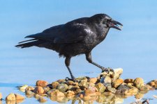 Crow-350.jpg