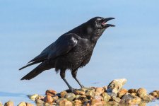 Crow-351.jpg