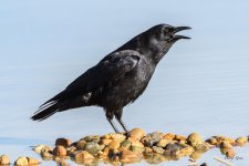 Crow-352.jpg