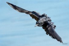 Crow-353.jpg
