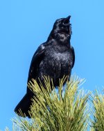 Crow-354.jpg