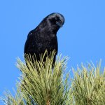 Crow-355.jpg
