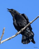Crow-356.jpg