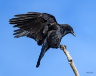 Crow-357.jpg