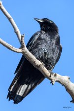 Crow-358.jpg