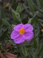 Cistus.jpg