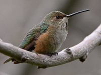 Hummer10.jpg
