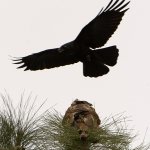 Hawk.jpg