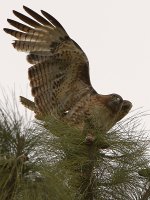 Hawk3.jpg