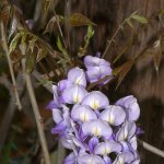 Wisteria2.jpg