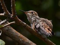 Hummer3.jpg