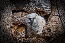 owl and mom (1280x853).jpg