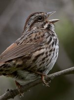 Sparrow.jpg