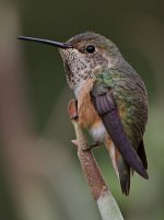 Hummer26.jpg