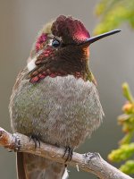 Hummer39.jpg