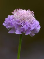 BlueFlower.jpg