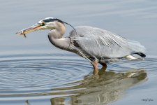 GBHCatch-303.jpg