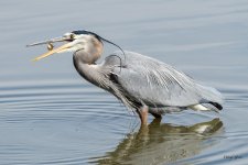 GBHCatch-302.jpg
