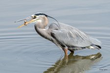 GBHCatch-301.jpg