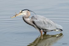 GBHCatch-300.jpg