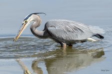 GBHCatch-314.jpg