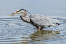 GBHCatch-313.jpg