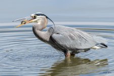 GBHCatch-312.jpg