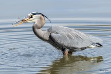 GBHCatch-311.jpg