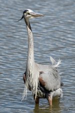 GBH-315.jpg