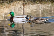 MallardPair-300.jpg
