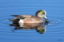 ReflectingDuck-303.jpg