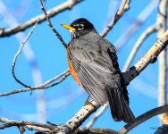 Robin-300.jpg
