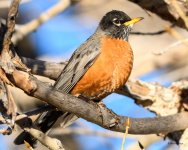 Robin-301.jpg