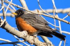Robin-302.jpg