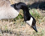 GooseHead-315.jpg