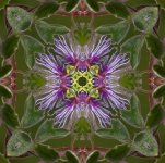 Passiflora_4small.jpg