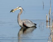 GBHCatch-320.jpg