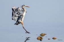 GBHLanding-301.jpg