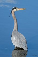 GBH-300.jpg