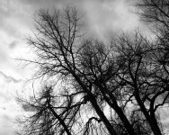 Trees-300.jpg