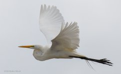 RLW_6141.jpg