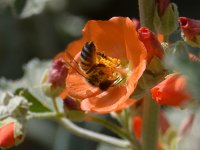 Bee.jpg