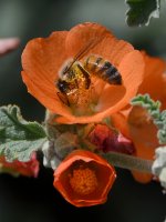 Bee2.jpg