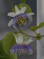 PassifloraActinia.jpg