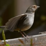 Towhee3.jpg
