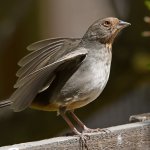 Towhee5.jpg