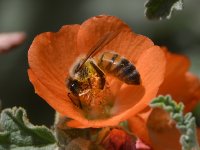 Bee3.jpg