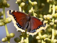 MourningCloak.jpg