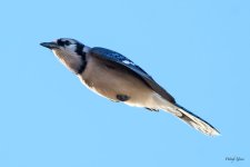 BluejayFlight-300.jpg